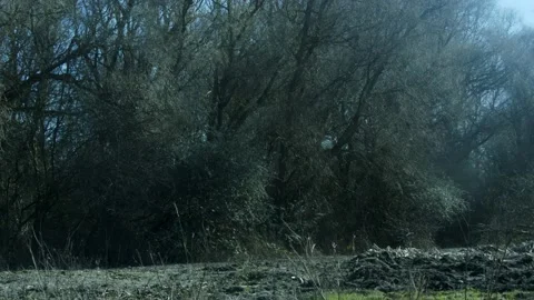 Beautiful Forest Trees Video stock 234240708