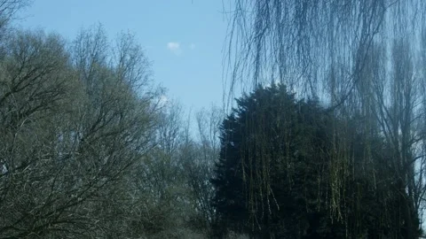 Beautiful Forest Trees Video stock 234243230