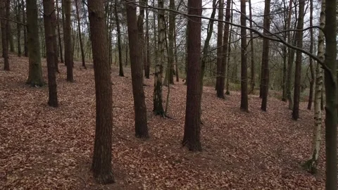 Beautiful Forest Trees Stock Footage 244777092