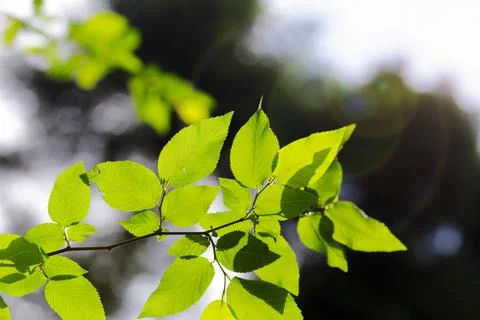 Beautiful forest trees leaf from turkey Stock Photos