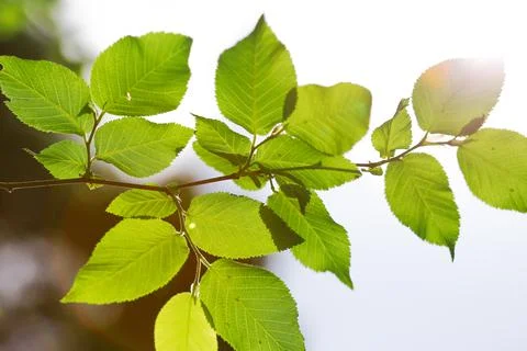 Beautiful forest trees leaf from turkey Stock Photos