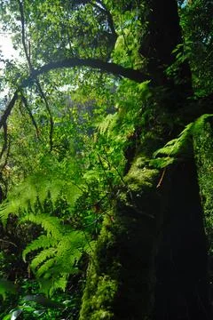 A beautiful forest with trees Stock Photos