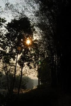 A beautiful forest with trees Foto stock