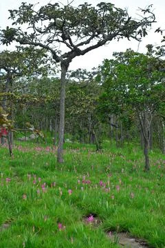 A beautiful forest with trees Stock Photos