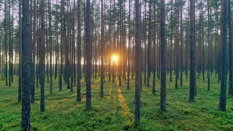 Beautiful forest trees trunks green grass moss shining sunlight forward motion Stock Footage