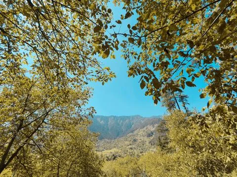 Beautiful forest trees under sun and blue sky Cyan, magenta look. Stock Photos