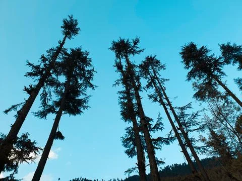 Beautiful forest trees under sun and blue sky Cyan, magenta look. Stock Photos