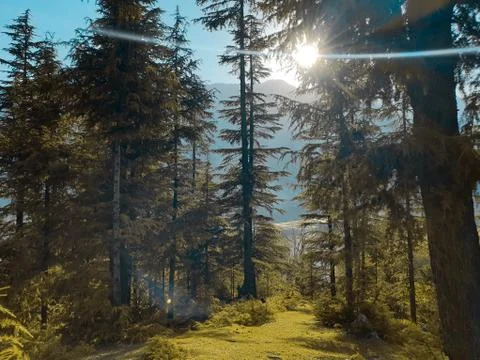 Beautiful forest trees under sun and blue sky Cyan, magenta look. Stock Photos
