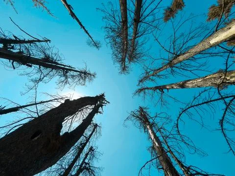 Beautiful forest trees under sun and blue sky Cyan, magenta look. Stock Photos