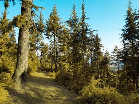 Beautiful forest trees under sun and blue sky Cyan, magenta look. Stock Photos
