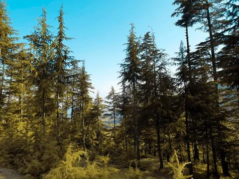Beautiful forest trees under sun and blue sky Cyan, magenta look. Stock Photos