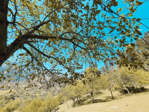 Beautiful forest trees under sun and blue sky Cyan, magenta look. Stock Photos