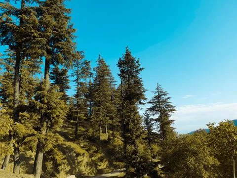 Beautiful forest trees under sun and blue sky Cyan, magenta look. Stock Photos