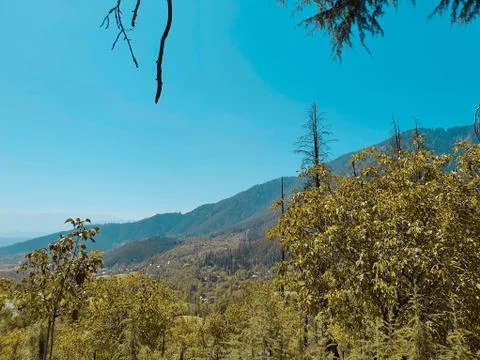 Beautiful forest trees under sun and blue sky Cyan, magenta look. Stock Photos