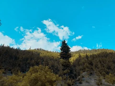 Beautiful forest trees under sun and blue sky Cyan, magenta look. Stock Photos