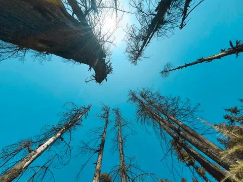 Beautiful forest trees under sun and blue sky Cyan, magenta look. Stock Photos