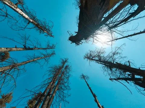 Beautiful forest trees under sun and blue sky Cyan, magenta look. Stock Photos