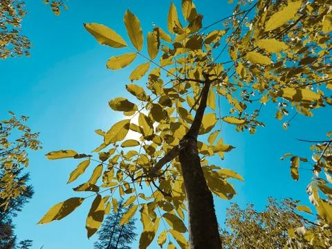 Beautiful forest trees under sun and blue sky Cyan, magenta look. Stock Photos