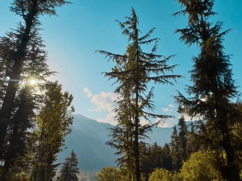 Beautiful forest trees under sun and blue sky Cyan, magenta look. Foto stock