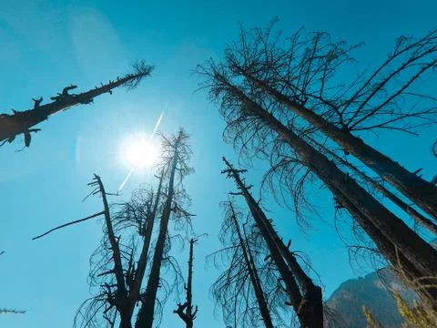 Beautiful forest trees under sun and blue sky Cyan, magenta look. Stock Photos