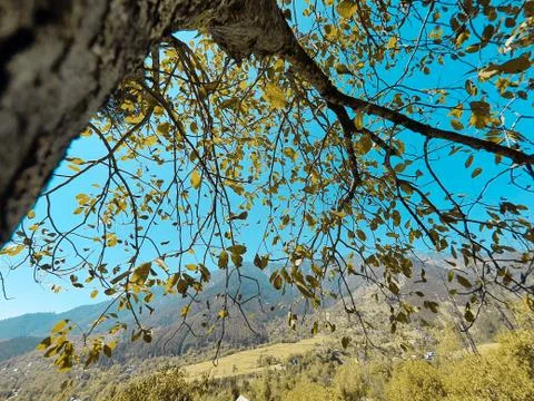 Beautiful forest trees under sun and blue sky Cyan, magenta look. Stock Photos