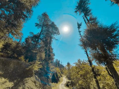 Beautiful forest trees under sun and blue sky Cyan, magenta look. Stock Photos