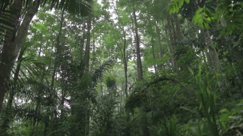 Beautiful forest tropic 動画素材 47307549