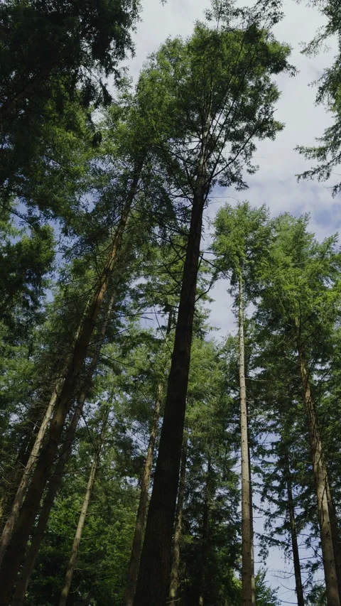 Beautiful forest vertical shot Stock Footage 286709669