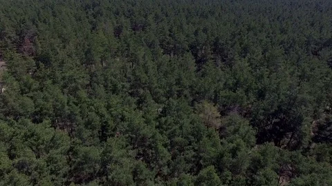 Beautiful forest view from above Stock Footage 75880069