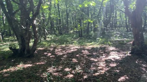 Beautiful forest view and trees Stock Footage 158896842