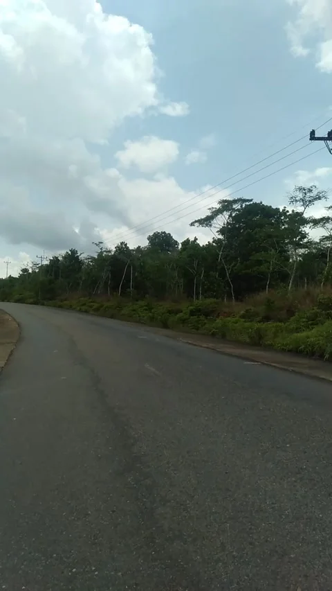 Beautiful forest view 스톡 동영상 214628696