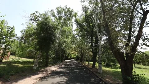 Beautiful forest view Stock Footage 311761558