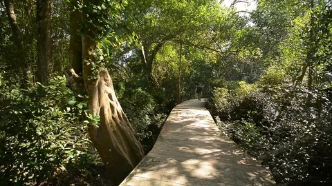 Beautiful forest view in natural environment Stock Footage 104039436
