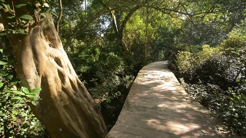 Beautiful forest view in natural environment Stock Footage 104039465