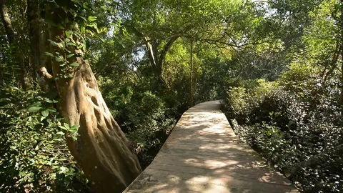 Beautiful forest view in natural environment Stock Footage 104039491