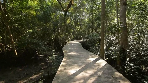 Beautiful forest view in natural environment Stock Footage 104039505