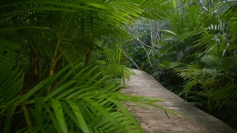 Beautiful forest view in natural environment Stock Footage 104039550