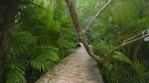 Beautiful forest view in natural environment Stock Footage 104039653