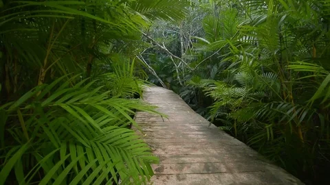 Beautiful forest view in natural environment Stock Footage 104039656