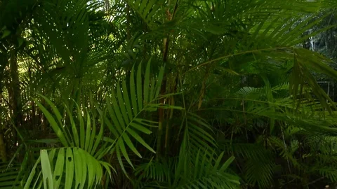 Beautiful forest view in natural environment Stock Footage 104039849