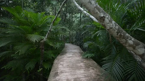 Beautiful forest view in natural environment Stock Footage 104039869