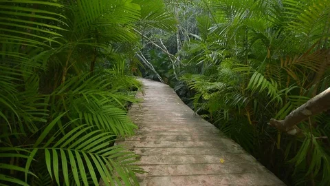 Beautiful forest view in natural environment Stock Footage 104039876