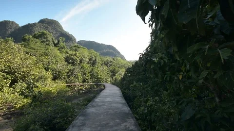Beautiful forest view in natural environment Stock Footage 104039904