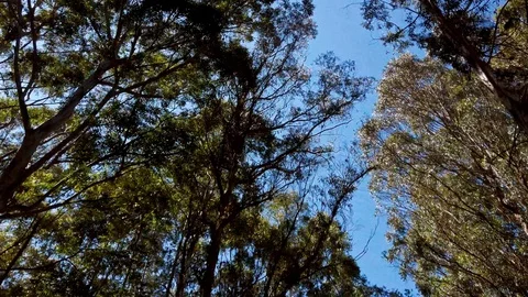 Beautiful forest view outside the train, Coonoor, South India Stock Footage 129646641