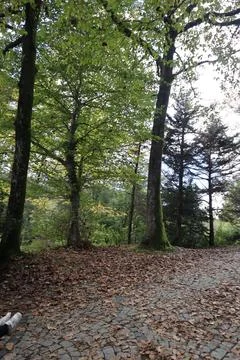 Beautiful forest view. Path, trees and dry leaves Stock Photos