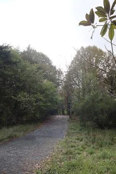 Beautiful forest view. Path, trees and dry leaves Stock Photos