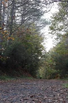 Beautiful forest view. Path, trees and dry leaves Stock Photos