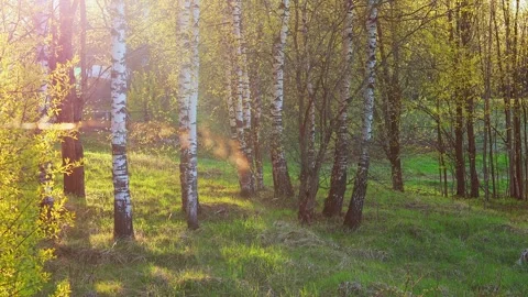 Beautiful forest view in the rays of setting sun. Real time footage Stock Footage 283005930