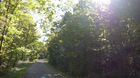 Beautiful forest walkway hike path - lens flare Stock Footage 74070307