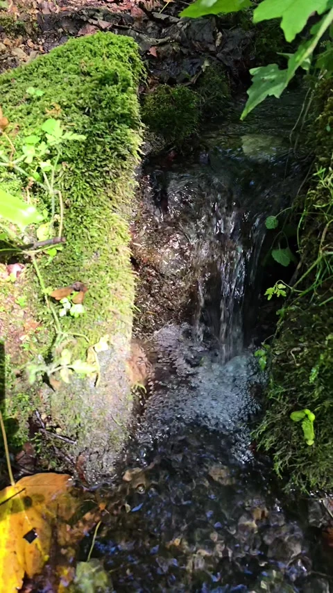 Beautiful forest water stream flowing through moss rocks Stock Footage 317037092